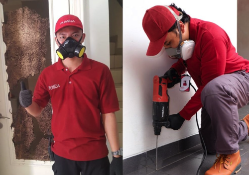 jasa anti rayap